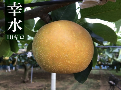 幸水 5キロ | 木村梨園